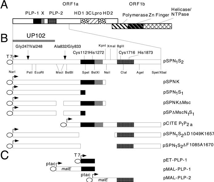 FIG. 1