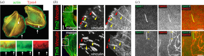 Figure 5.