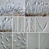 Fig. 24