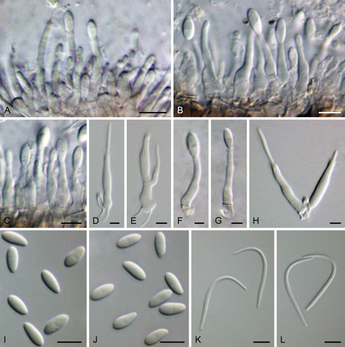 Fig. 24