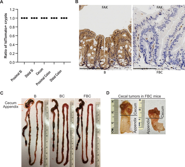 Figure 2—figure supplement 1.