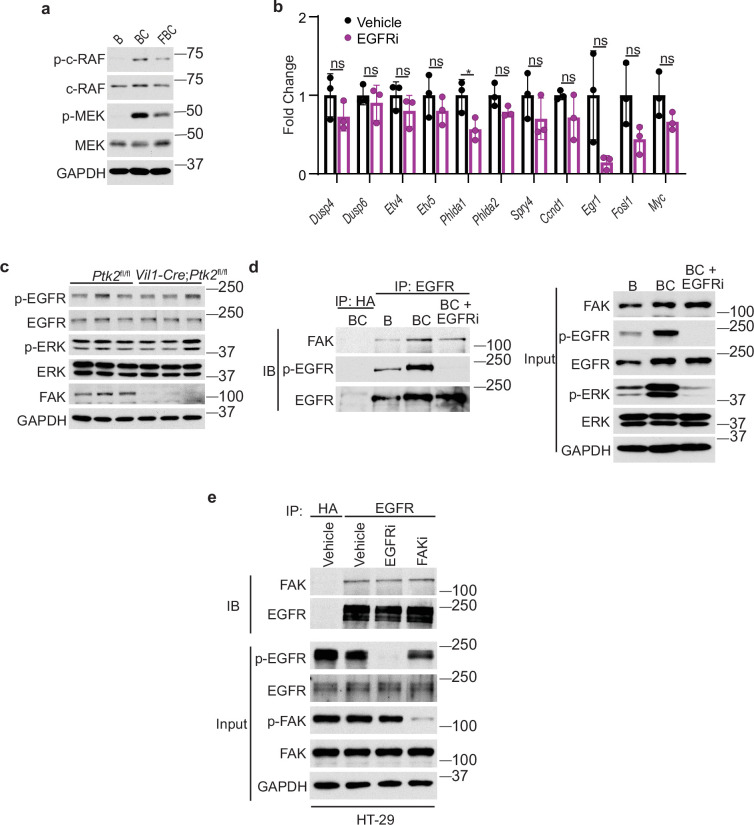 Figure 5—figure supplement 1.