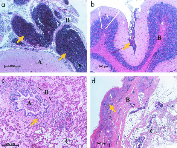 FIG. 1.