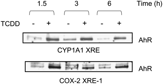 FIGURE 1 