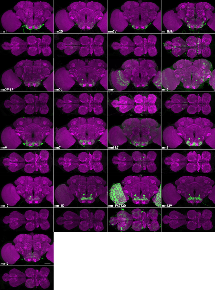 Figure 4—figure supplement 1.