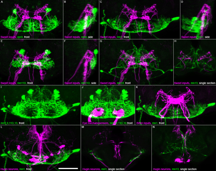 Figure 5—figure supplement 1.