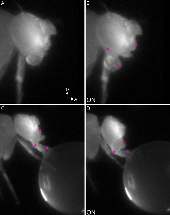 Figure 8—figure supplement 1.