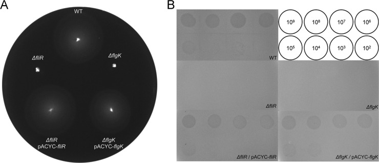 Fig 3