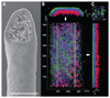 Fig. 4