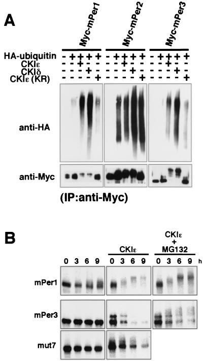 FIG. 5.