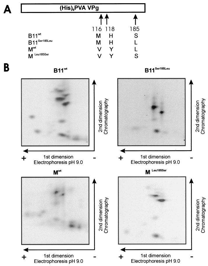 FIG. 6.