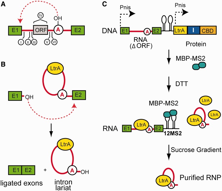 Figure 1.