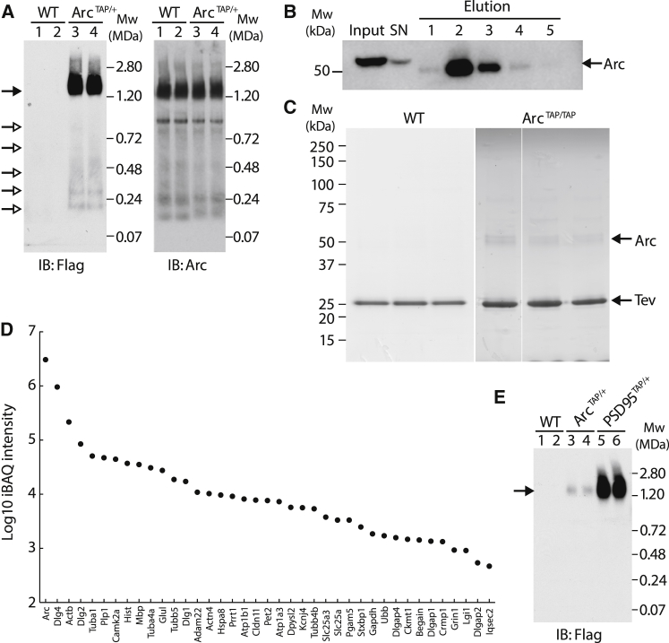 Figure 2