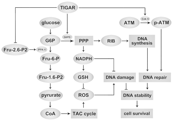 Figure 7