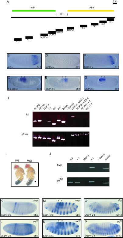 Fig 3.