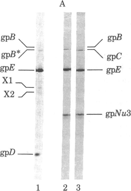 graphic file with name pnas00654-0345-c.jpg