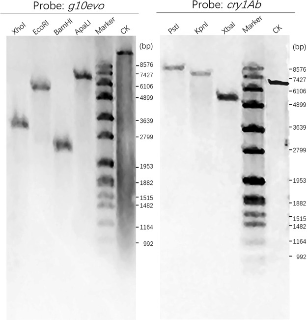 Figure 6