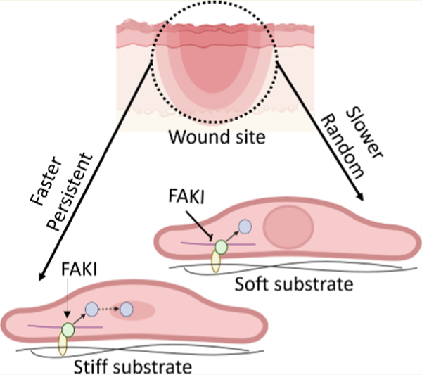 graphic file with name nihms-2104414-f0001.jpg