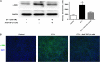 <b>Figure 5.</b>
