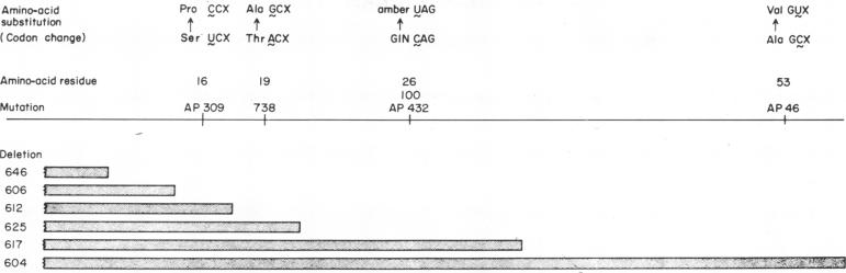 graphic file with name pnas00090-0135-a.jpg