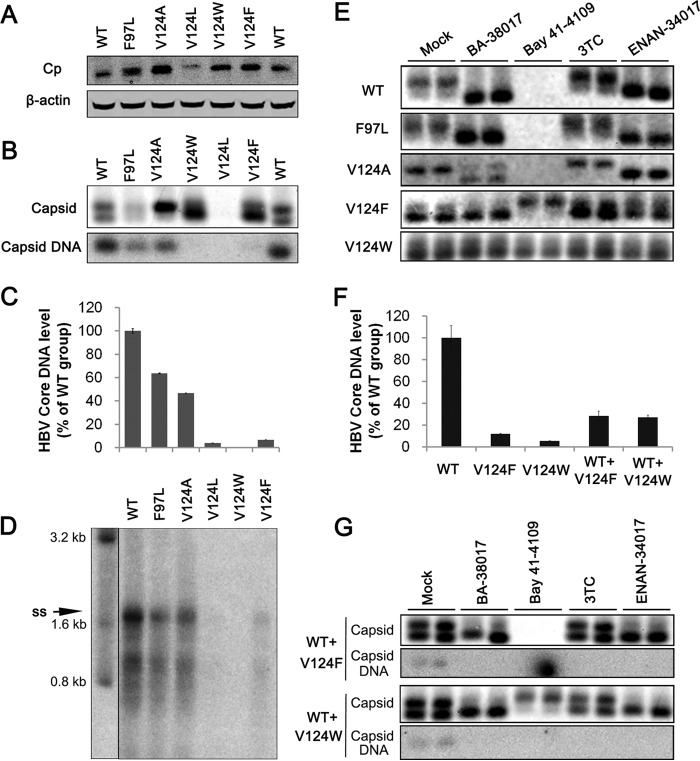 FIG 6