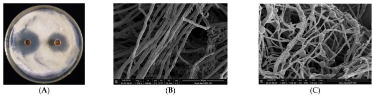 Analysis And Evaluation Of The Flagellin Activity Of Bacillus 