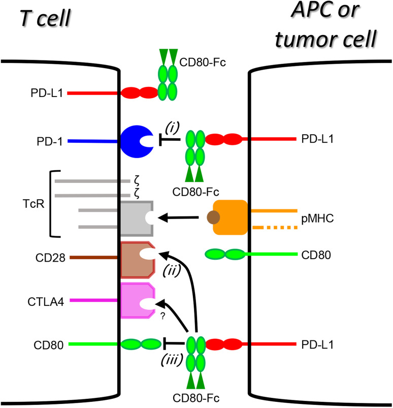 Fig. 1