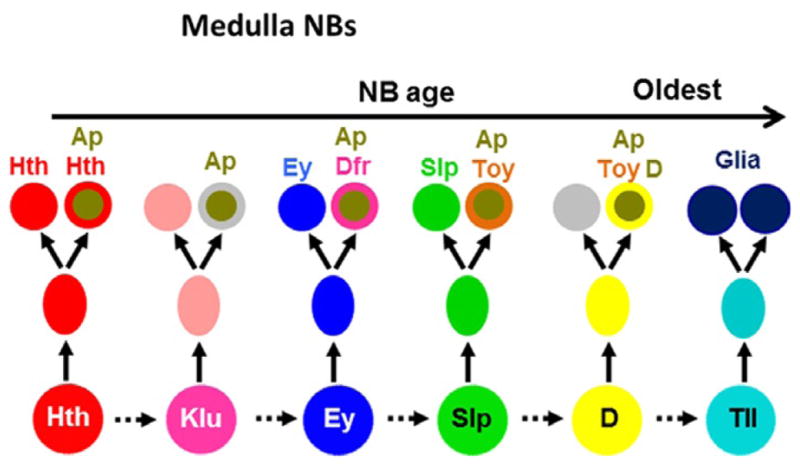 Figure 3.2