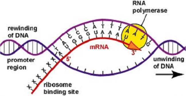 Fig. 3