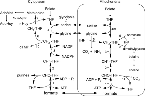 FIGURE 1.