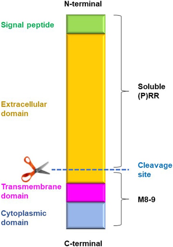 Fig. 2