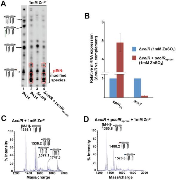 Fig 6