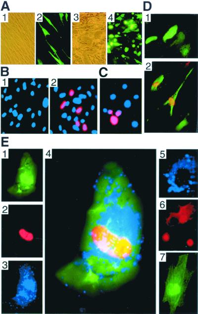 FIG. 3