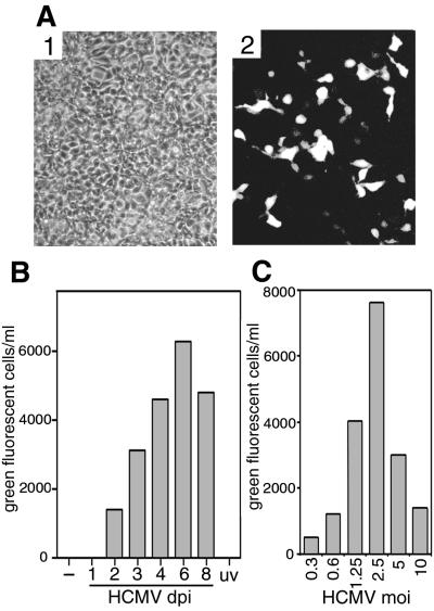 FIG. 5