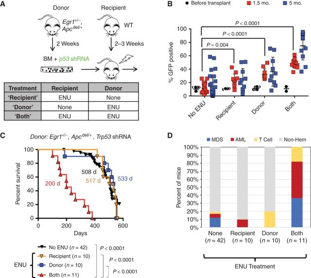 Figure 2. Exposure of the BM microenvironment to ENU plays a critical role in the development of MDS and AML. A, Schematic of the transplantation schemes used to elucidate the effects of alkylating agents on HSPCs, with Trp53 knockdown (donors), and BM microenvironment (WT recipients). Donor mice received one injection of ENU (100 mg/kg) 2 weeks before BM harvest. Recipient mice received one injection of ENU (100 mg/kg) 3 weeks before lethal irradiation and transplantion. B, Percentage of GFP+ cells in the BM at the time of transplantation, and in the blood of mice at 1.5 and 5 months posttransplantation. There was a significantly greater percentage of GFP+ cells in the blood of ENU-treated mice at 1.5 month and 5 months. The P values from a two-tailed Student t test at 1.5 months are shown. At 5 months, only “donor” and “both” conditions showed a significant expansion ofGFP+ cells (P < 0.0001). ENU exposure of both donor and recipient creates a more optimal environment for the expansion of Trp53 shRNA, GFP+ cells. C, Kaplan–Meier survival curves of WT recipients transplanted with Egr1+/−, Apcdel/+ BM cells transduced with Trp53 shRNA. When both donor and recipient mice are exposed to ENU, survival time is significantly decreased (200 days). There was no statistical difference in survival between ENU-donor versus no ENU (P = 0.831) or ENU-recipient versus no ENU (P = 0.737), or ENU-donor versus ENU recipient cohorts (P = 0.910). D, Histologic classification of diseases arising in the mice.