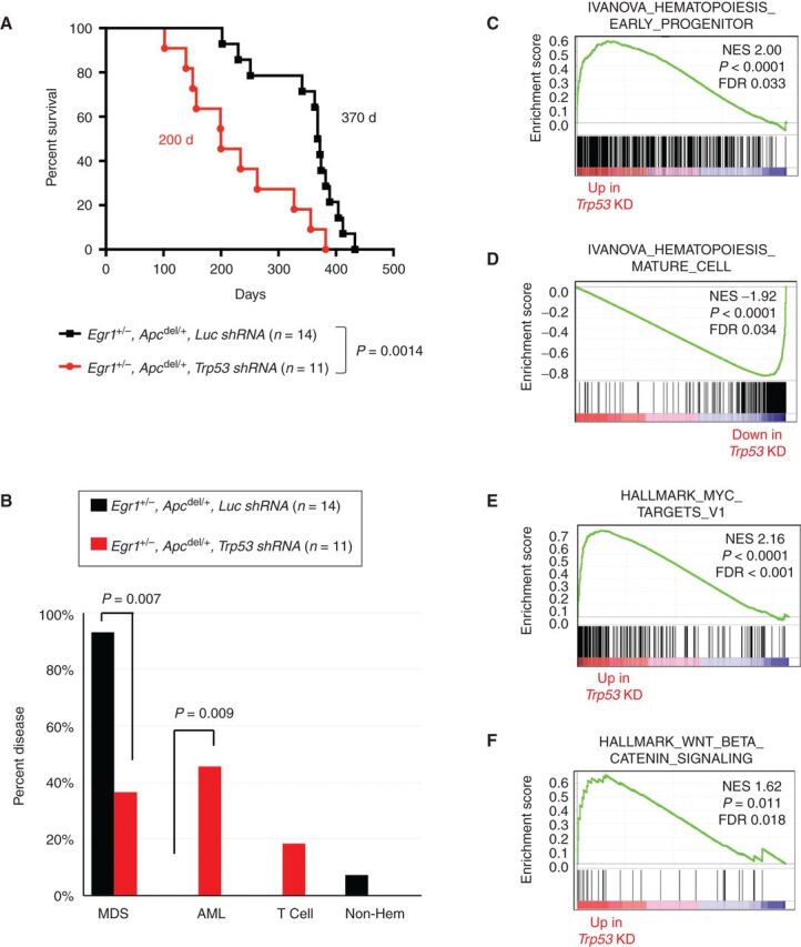 Figure 4. Following exposure to an alkylating agent, haploinsufficiency of both Egr1 and Apc promotes development of MDS; loss of these genes together with Trp53 promotes AML development. A, Kaplan–Meier survival curves of WT recipients transplanted with Egr1+/−, Apcdel/+ BM cells transduced with luc shRNA (EA-luc: black) or Trp53 shRNA (EA-Trp53: red). Both donor and recipient mice were treated with ENU. Disease development is significantly faster in EA-Trp53 mice compared with EA-luc mice (200 days vs. 370 days, P = 0.0014). B, Histologic classification of diseases shows that most EA-luc mice developed MDS, and none developed AML. C–F, Mouse genes were collapsed to human gene names; differentially expressed genes in EA-Trp53 AML samples (n = 6) versus EA-luc MDS samples (n = 6) were analyzed using the GSEA software. Features, such as a block in myeloid differentiation and upregulation of MYC target genes and WNT/β-catenin signaling recapitulate human t-MN.