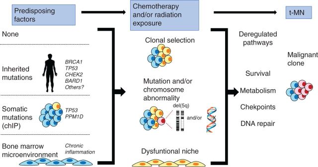 Figure 7. Model illustrating how multiple, converging pathways may lead to t-MN. Left, various predisposing factors that may influence whether a patient develops t-MN. A patient may have no predisposing factors, have an inherited mutation (predisposing them to aberrant DNA repair), have a preexisting somatic mutation (CHIP), or have an aberrant BM microenvironment (due to aging and/or chronic inflammation). Middle, how multiple cycles of cytotoxic therapy may promote clonal expansion of cells with preexisting and/or newly acquired mutations and alter the BM microenvironment, possibly via therapy-induced senescence. Together, this creates permissive conditions for malignant transformation of hematopoietic cells. Right, how these changes converge to deregulate the DNA damage response and cell-cycle checkpoint, as well as enhance metabolism and survival, ultimately leading to t-MN.