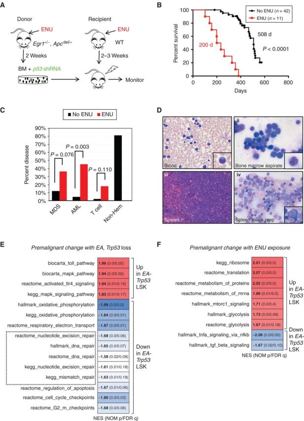 Figure 1. Alkylating agent therapy increases the incidence of myeloid neoplasms. A, Schematic of ENU treatment and transplantation scheme used to develop a mouse model of t-MN. Egr1+/−, Apcdel/+ BM cells were transduced with Trp53 shRNA, and transplanted into lethally irradiated WT recipient mice. For the ENU cohort, donor mice were treated once with 100 mg/kg ENU 2 weeks before BM harvest; recipients were treated once with 100 mg/kg ENU, 2 to 3 weeks before lethal irradiation and transplantation. B, Kaplan–Meier survival curves of untreated and ENU-treated mice. Percentage survival (time to sacrifice) is plotted versus time in days. In the absence of ENU treatment, the mice survive significantly longer (508 days vs. 200 days, P < 0.001), with a small percentage developing MDS/AML, but the majority succumb to advanced age and nonhematologic effects. C, Histologic classification of diseases that arose in the no-ENU and ENU-treated mice. There is a significantly increased frequency of AML in the ENU-treated group. Most of the no-ENU mice died due to age-related issues rather than hematopoietic malignancies. Disease frequency was compared using Fisher exact test. D, Images of the myeloid disease in ENU-treated mice were obtained using an Olympus BX41 microscope and a 50×/0.9 (oil) or 40×/0.9 objective, and processed with Adobe Photoshop. Peripheral blood smears, BM smears, and spleen touch preparations were stained with Wright–Giemsa (500× magnification), and spleen sections were stained with hematoxylin and eosin (200× magnification). Examples of a myeloblast (inset i), dysplastic granulocyte (inset ii), sheets of infiltrating blasts (inset iii), and a dysplastic erythroid precursor (inset iv) are shown. E and F, LSK+ (Lin-, Sca1+, Kit+) cells were sorted from three different mouse cohorts: recipients of WT, luc shRNA+ BM (controls; n = 3), recipients of Egr1+/−, Apcdel/+, Trp53 shRNA+ cells (EA-Trp53), either untreated (n = 3) or treated with ENU (n = 3), approximately 70 to 90 days after transplant, prior to the onset of overt leukemia. E, GSEA of WT control (n = 3) compared with EA-Trp53 LSK+ samples [includes both the no-ENU and ENU-treated groups (n = 6)] to identify premalignant changes as a consequence of Egr1, Apc, and Trp53 loss. F, GSEA of EA-Trp53 LSK+ samples from the no-ENU (n = 3) versus ENU-treated (n = 3) group was used to identify genetic consequences of in vivo ENU exposure. Biological pathways/processes that were significantly enriched (FDR<20%, nominal P < 0.05) in two or more Molecular Signatures Database (MSigDB) gene sets are shown. Heatmap of the normalized enrichment scores (NES) shows that DDR pathways (DNA repair, apoptosis, checkpoints) are downregulated due to loss of Egr1, Apc, and Trp53, with or without ENU treatment. E, Energy production pathways, such as mTORC1, protein translation, and glycolysis, are upregulated as a consequence of ENU exposure (F).