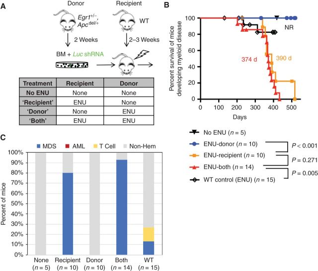 Figure 5. ENU exposure of the BM microenvironment is a major force driving MDS development in mice transplanted with Egr1 and Apc haploinsufficient HSPCs. A, Schematic of the transplantation schemes used to elucidate the effects of alkylating agents on HSPCs (donor) versus the microenvironment (recipient) in the absence of Trp53 knockdown. WT recipients were transplanted with Egr1+/−, Apcdel/+ BM cells transduced with Luc shRNA (control) under 4 different ENU conditions. Donor mice received one injection of ENU (100 mg/kg) 2 weeks before bone marrow harvest. Recipient mice received one injection of ENU (100 mg/kg) 3 weeks before lethal irradiation and transplantation. B, Kaplan–Meier survival curves of mice developing myeloid disease. Survival time is similar when only recipient mice are exposed (390 days) versus when both donor and recipient mice are exposed to ENU (374 days; P = 0.271). As a control, WT BM was transplanted into WT recipients, and then treated with ENU; median survival was not reached as only 2 of 15 (13%) mice developed MDS. C, Histologic classification of diseases arising in the mice. The percent of mice that developed MDS in ENU-recipient (80%) and ENU-both (93%) conditions was similar (P = 0.55 by Fisher exact test).