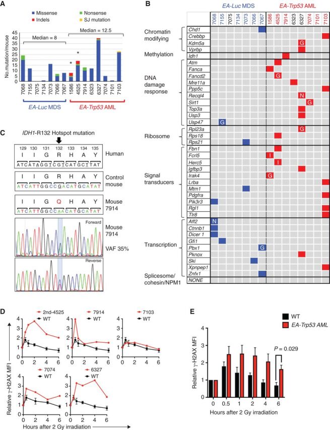 Figure 6. Enrichment of DNA repair gene mutations in myeloid neoplasms with Trp53 knockdown. A, Summary of nonsynonymous mutations in 7 EA-Luc MDS and 8 EA, Trp53-AML samples. Both donor and recipient mice were treated with ENU with the exception of 3 mice: 1586 and 4525 (no ENU); 7914 (ENU recipient alone). All EA, Trp53 mice had a >20% blast count, except 6327, which had 18% blasts. The median number of mutations was not statistically different in the EA-Luc MDS versus the EA-Trp53 AML group (8 vs. 12.5). Two EA, Trp53-AMLs (1586, 4525), which arose without ENU treatment (*) had a median of 13.5 mutations. B, Because there were no genes that were mutated in multiple mice, mutations were classified into 10 gene categories that are commonly mutated (somatic and inherited) in patients with MDS or AML. Colored boxes identify genes that are mutated in each mouse. Nonsense (N) and indel (I) mutations are indicated. Most missense mutations were considered to be pathogenic by at least two of the following algorithms: GERP, SIFT, and PolyPhenv2 (Supplementary Table S4). Missense mutations considered pathogenic by GERP score alone are indicated by the letter “G.” With the exception of 7101, all EA, Trp53-AMLs harbor a mutation in a gene within the gene ontology term “DNA repair.” Bone marrow samples from mice identified in blue and red numbering were used for RNA-seq analysis. C, The normal nucleotide and amino acid sequence and position (human) of the IDH1 gene are shown in the upper panels. The amino acid sequence is conserved in this region. Mouse 7914 had a mutation at the R132 position, which is a hotspot mutation in humans. The chromatograms with the mutation are shown. D, γH2AX levels were measured in CD117 (Kit)+ (4525-2nd, 7914) or CD11b+ (7074, 6327, 7103, 7098) cells at baseline, and up to 6 hours post 2 Gy irradiation (4525-2nd and 7914 expressed Kit, but not CD11b). We previously showed that leukemia cells from 1586 and 4525 have an aberrant DNA damage response (6). AML that arose in a secondary transplant using 4525 donor cells (4525-2nd sample) also showed a defective DNA repair response. The mean fluorescence intensity measured using flow cytometry, was normalized to the 0-hour time point for each sample, to compare the induction and resolution kinetics among samples. Kinetics of each AML sample is shown in comparison to the average kinetics of CD11b+ wild-type cells. We could not assess the DNA damage response in 7101 (no DDR mutation), because the irradiation did not induce a γH2AX signal at any time point. E, The mean γH2AX levels for WT (n = 3) and EA, Trp53-AML (n = 5) samples ± SEM are shown. An independent, two-tailed t test was performed for each time point. The difference was statistically significant at the 6-hour time point.