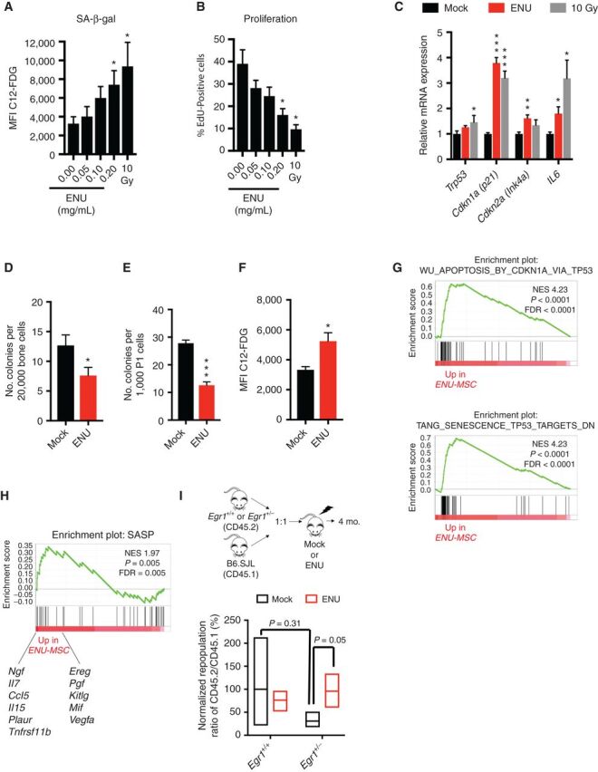 Figure 3. ENU induces senescence of mesenchymal stromal cells. A and B, MSCs were treated with varying doses of ENU for 24 hours in vitro. Seven days later, cells were either stained for SA-β-gal or incubated 24 hours with EdU, then fixed and stained. Five and three independent experiments were done for SA-β-gal and EdU, respectively. A senescence-inducing dose of 10 Gy was used as a positive control. C, Quantitative PCR analysis of RNA isolated from control (10% ethanol) and ENU-treated (0.2 mg/mL) MSCs at day 7. Values are presented as a ratio of target mRNA to 18S rRNA. N = 3 independent experiments, each done in triplicate. D–H, Mice were mock-treated (10% ethanol) or ENU-treated (100 mg/kg). One month later, mice were sacrificed and MSCs were isolated. D and E, The CFU-F assay was used to estimate the proliferative and clonogenic potential of MSCs. MSCs were isolated from collagenase-treated compact bones and either directly plated (D) or passaged once (E) before plating. N = 5 and 9 independent experiments for D and E, respectively. F–H, Early passage MSCs (P1-2) were stained for SA-β-gal or harvested for RNA. N = 3 independent experiments. Significant differences between control (no ENU/mock) and experimental were calculated by two-tailed Student t test for A–F. *, P < 0.05; **, P < 0.001; ***, P < 0.0001.G and H, GSEA of MSCs from ENU-treated versus mock-treated mice shows an enrichment of the p53 pathway and specific SASP factors, shown below enrichment plot. I, Equal numbers of Egr1+/+(WT) or Egr1± (CD45.2) and WT B6.SJL competitor cells (CD45.1) were transplanted into lethally irradiated recipients that were mock- or ENU-treated, 3 weeks before transplantation. Ratios of CD45.2 (Egr1+/+ or Egr1+/−) versus competitor (CD45.1) for short-term hematopoietic stem cells (ST-HSC; Lin− Sca1+ Kit+ CD48− CD150−) were calculated 4 months posttransplant. A repopulation ratio of CD45.2 (WT-Egr1+/+) to CD45.1 in mock-treated conditions was set to 1 (expressed as 100%). Without ENU, Egr1+/− ST-HSC showed an average repopulation frequency of 31%; with ENU treatment, repopulation increased to 95% (P = 0.05 by two-tailed Student t test) suggesting that an ENU-treated microenvironment impacts stem cell fitness.