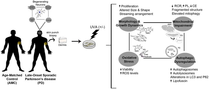 Graphical Abstract