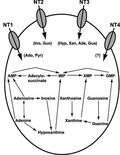 FIG. 1.