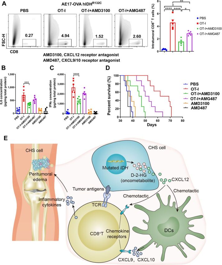 Figure 8. Immune response mediated by IDH mutation was chemokine dependent. A, Transduction of hIDH1R132C and ovalbumin in AE17 cells established optimal targets for tumor-specific OT-I T cells. Adoptively transfused OT-I T cells infiltrated to the tumor, but blockade of CXCL12 or CXCL9/10 chemokine pathway could significantly impair these procedures. B and C, Tumor tissue ELISA assay indicated that homed tumor-specific OT-I T cells secreted substantial amounts of antitumor cytokines including IL6 (B) and IFNγ (C) in a CXCL12-dependent manner. D, Adoptive therapy with tumor-specific cells in IDH-mutated tumor significantly prolonged mouse survival, while blockade of CXCL12 or CXCL9/10 chemokine pathway partly abrogated the effects. E, Proposed mechanical model for IDH mutation-induced immune response. *, P < 0.05; **, P < 0.01; ***, P < 0.001; ****, P < 0.0001.