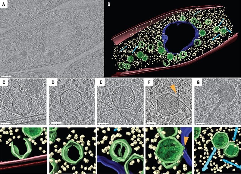 Fig. 4