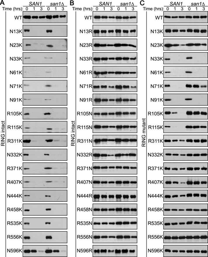 FIGURE 2: