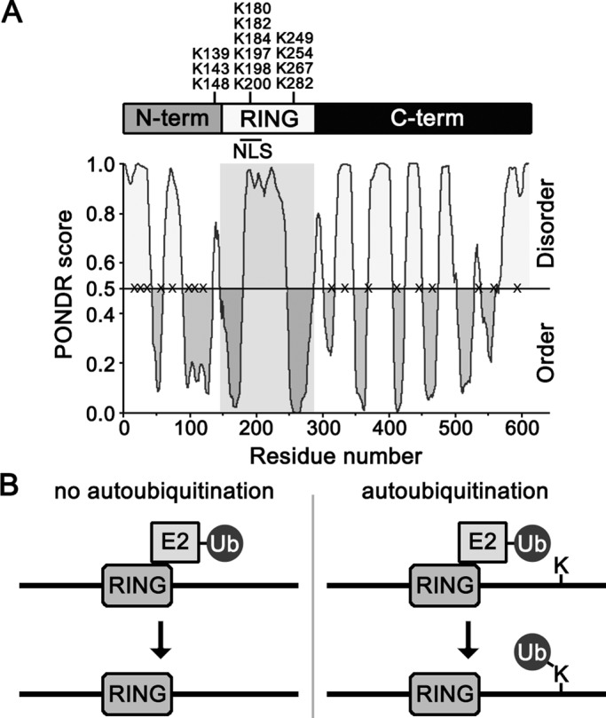 FIGURE 1: