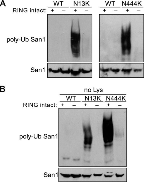 FIGURE 5: