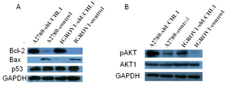 Fig 5