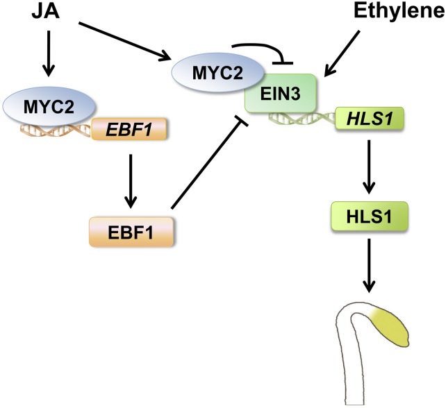 Figure 7.